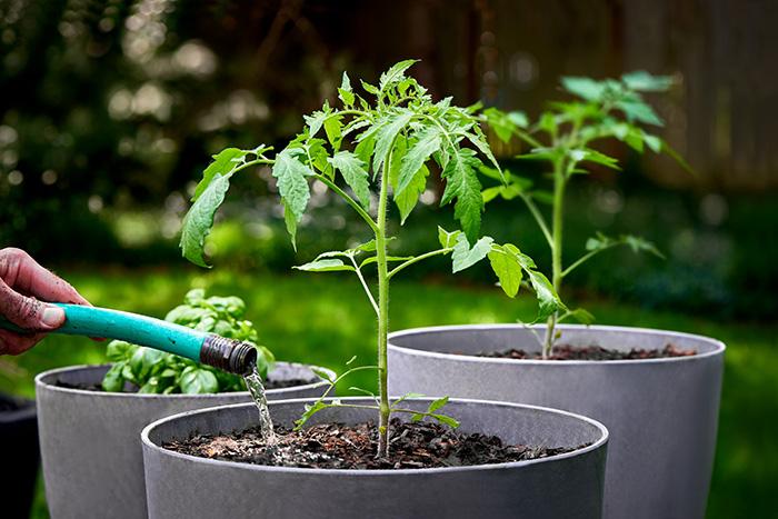Tomatenpflanzen in einem Topf werden mit einem Schlauch bewässert.